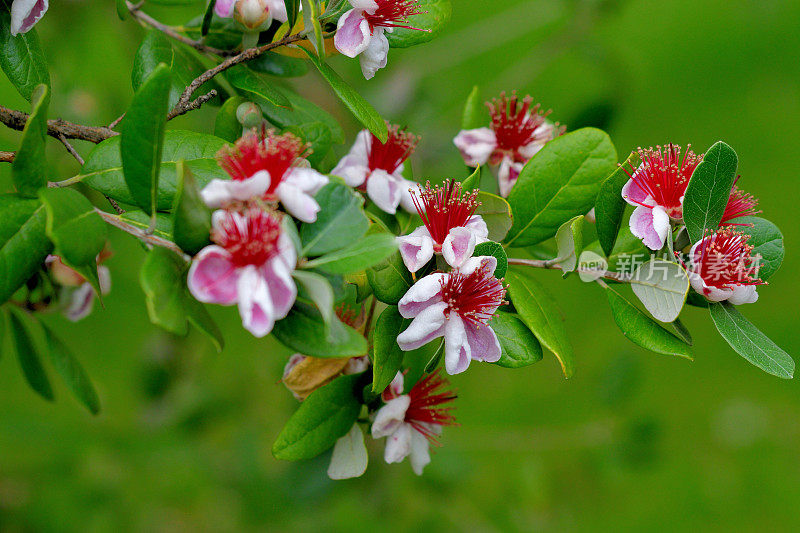 飞燕花/菠萝番石榴/六甲飞燕花